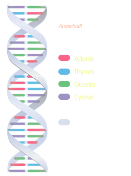 PNG DNA Doppelstrang