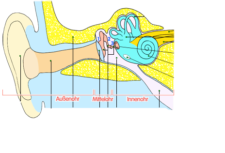 PNG Teile des menschlichen Ohrs