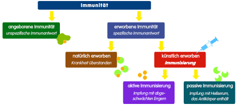 PNG Immunität und Immunisierung