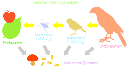 PNG Einfache Nahrungskette mit Reduzenten (Nahrungskreislauf)